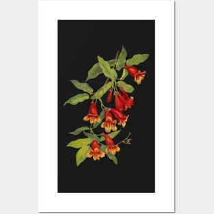 Crossvine - Bignonia capreolata - botanical illustration Posters and Art